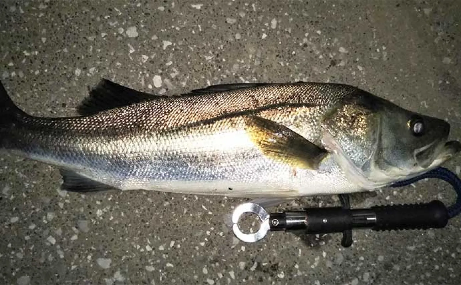デジタル化する釣りメディアの今後の【在り方】とは? 紙媒体の独自の進化にも期待