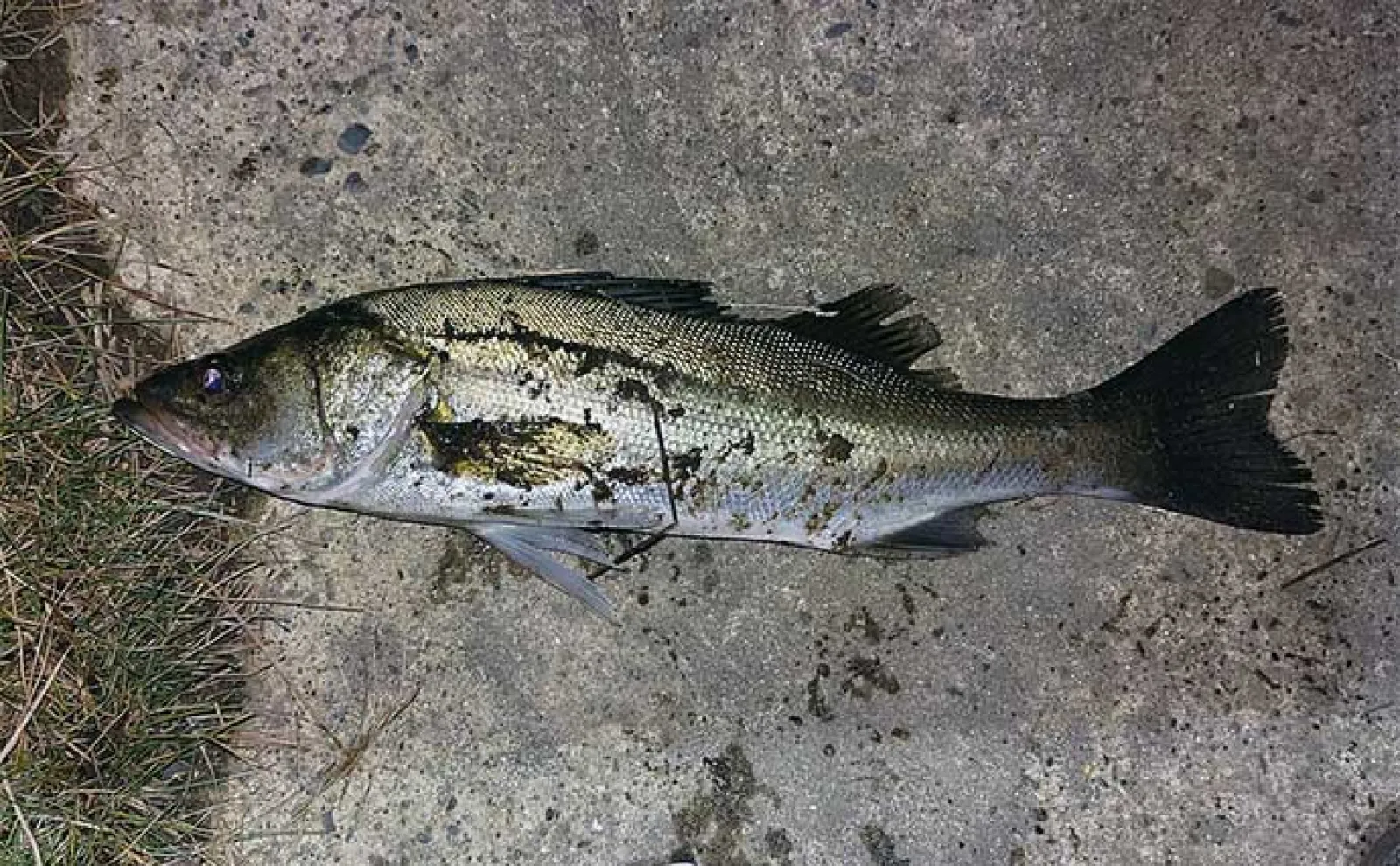 デジタル化する釣りメディアの今後の【在り方】とは? 紙媒体の独自の進化にも期待