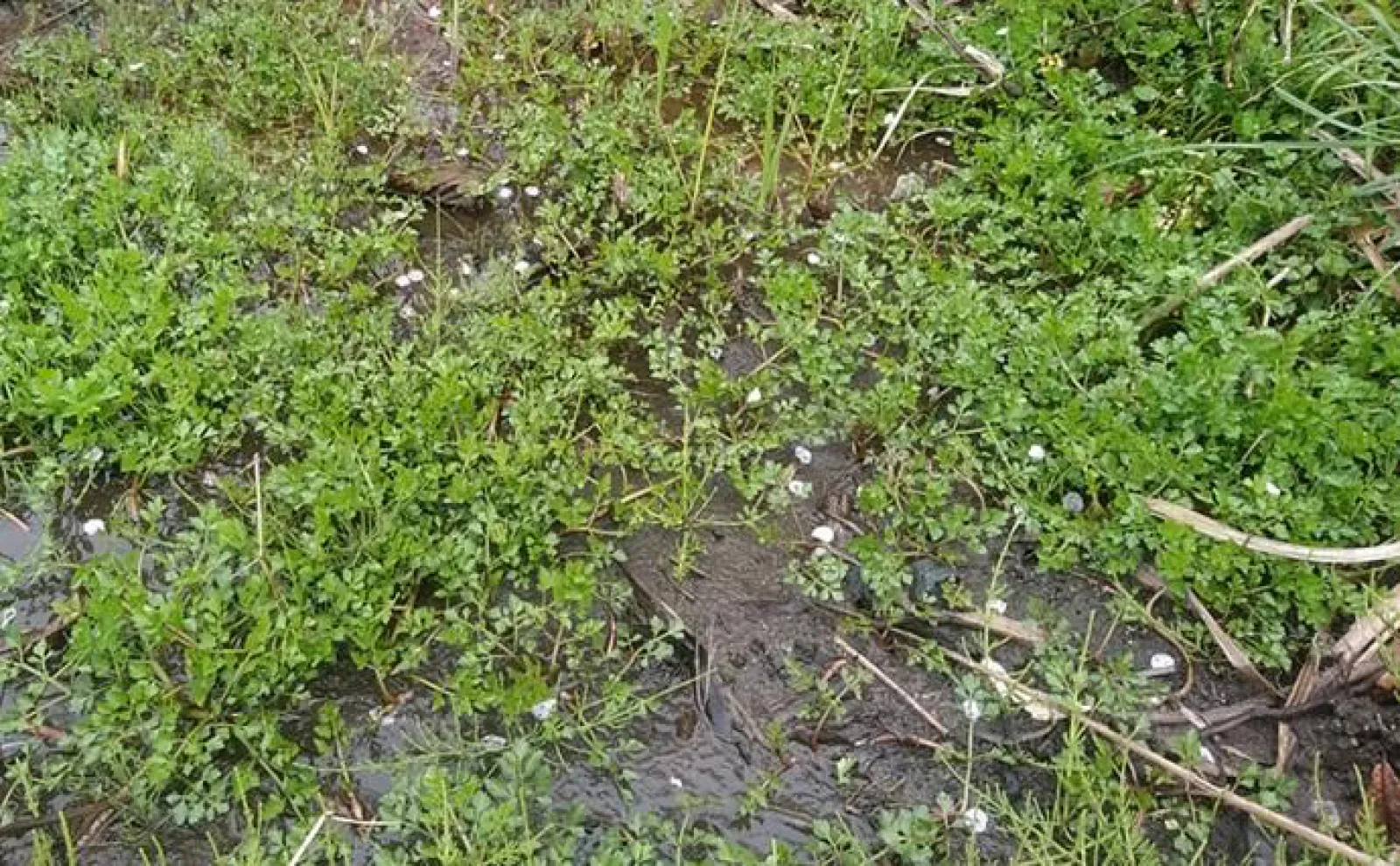 「食材高騰から家計を守る!」野生のセリ採りのススメ【埼玉・荒川】