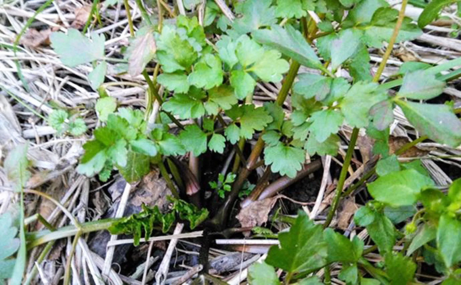 「食材高騰から家計を守る!」野生のセリ採りのススメ【埼玉・荒川】