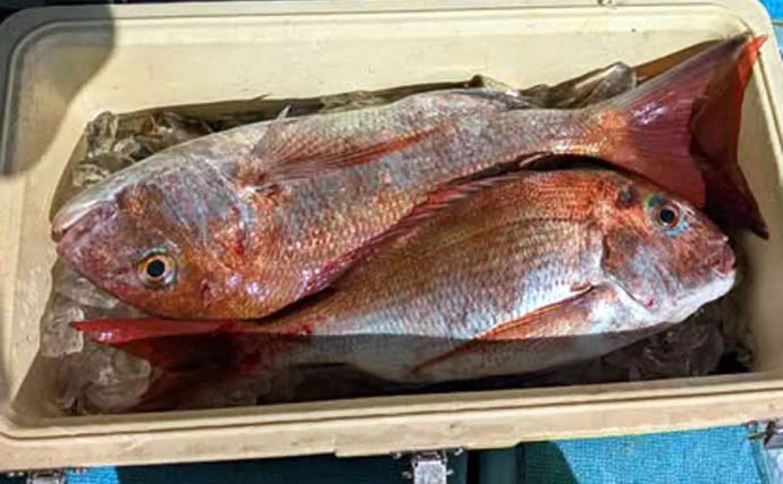 【船のエサ釣り釣果速報】ひとつテンヤでアマダイを連打!(福岡)