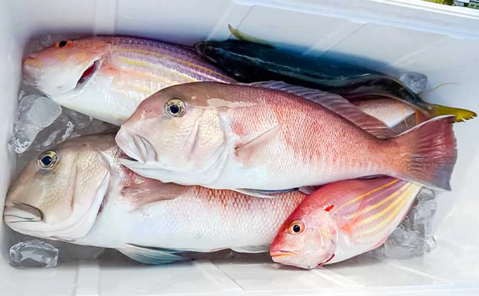 幻のシロアマダイをジギングで攻略【大分沖】45cm級本命をキャッチ成功