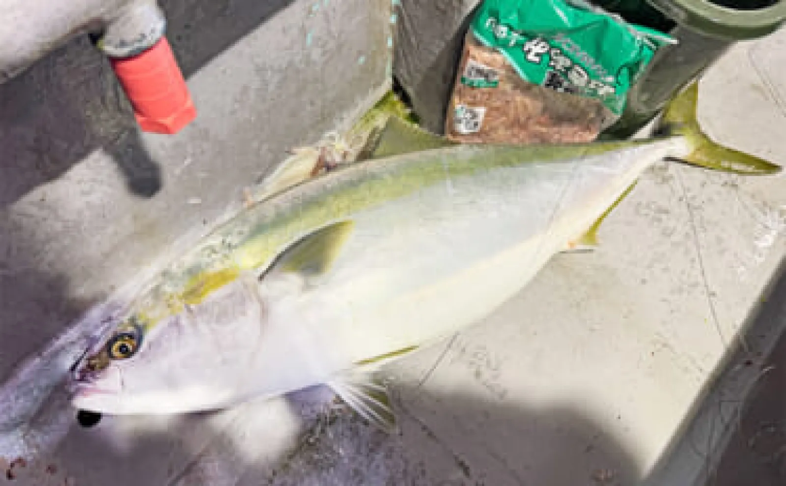 直江津沖の「電気ブリ釣り」で11.2kgの極太寒ブリを捕獲成功【新潟・里