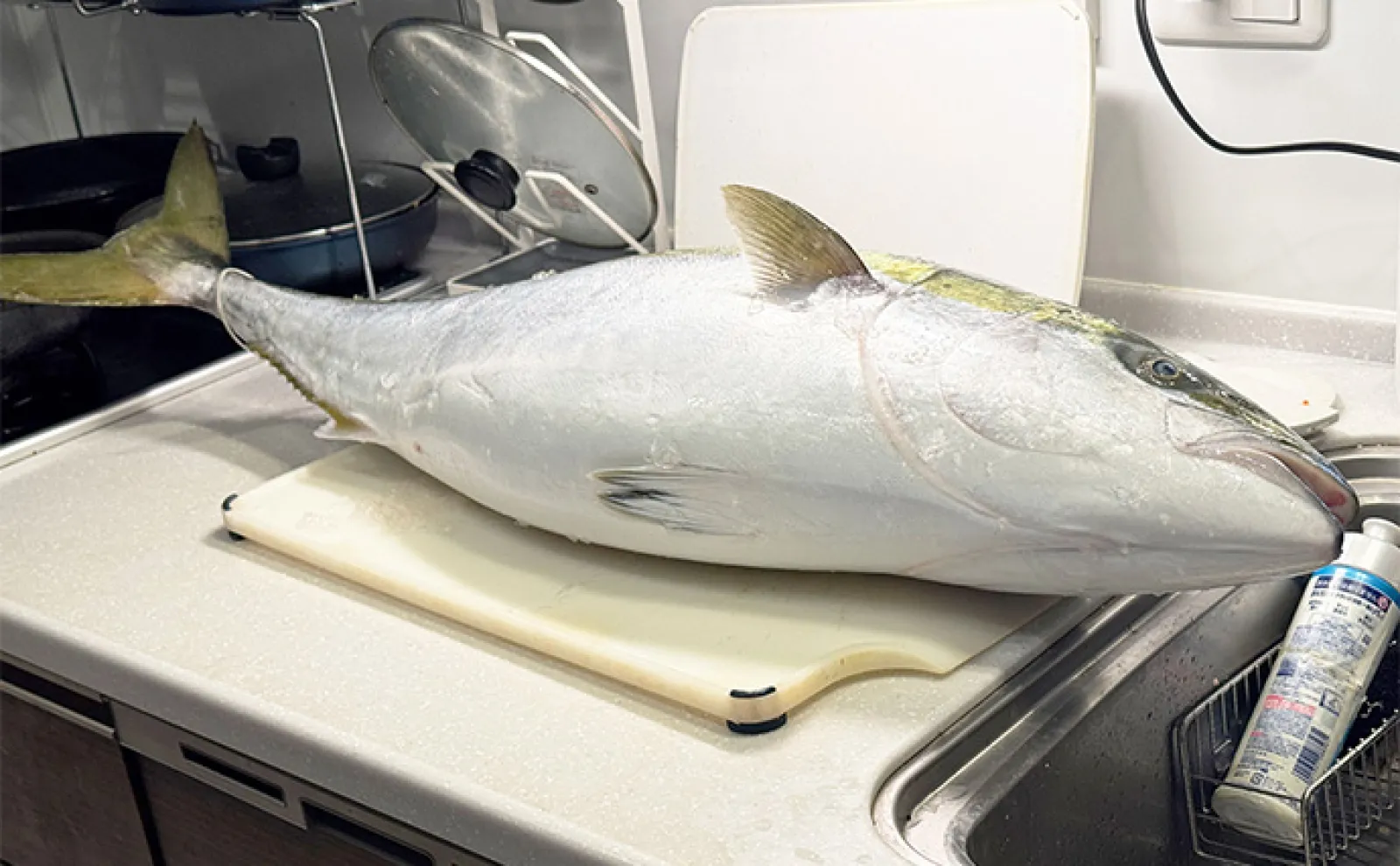 直江津沖の「電気ブリ釣り」で11.2kgの極太寒ブリを捕獲成功【新潟・里