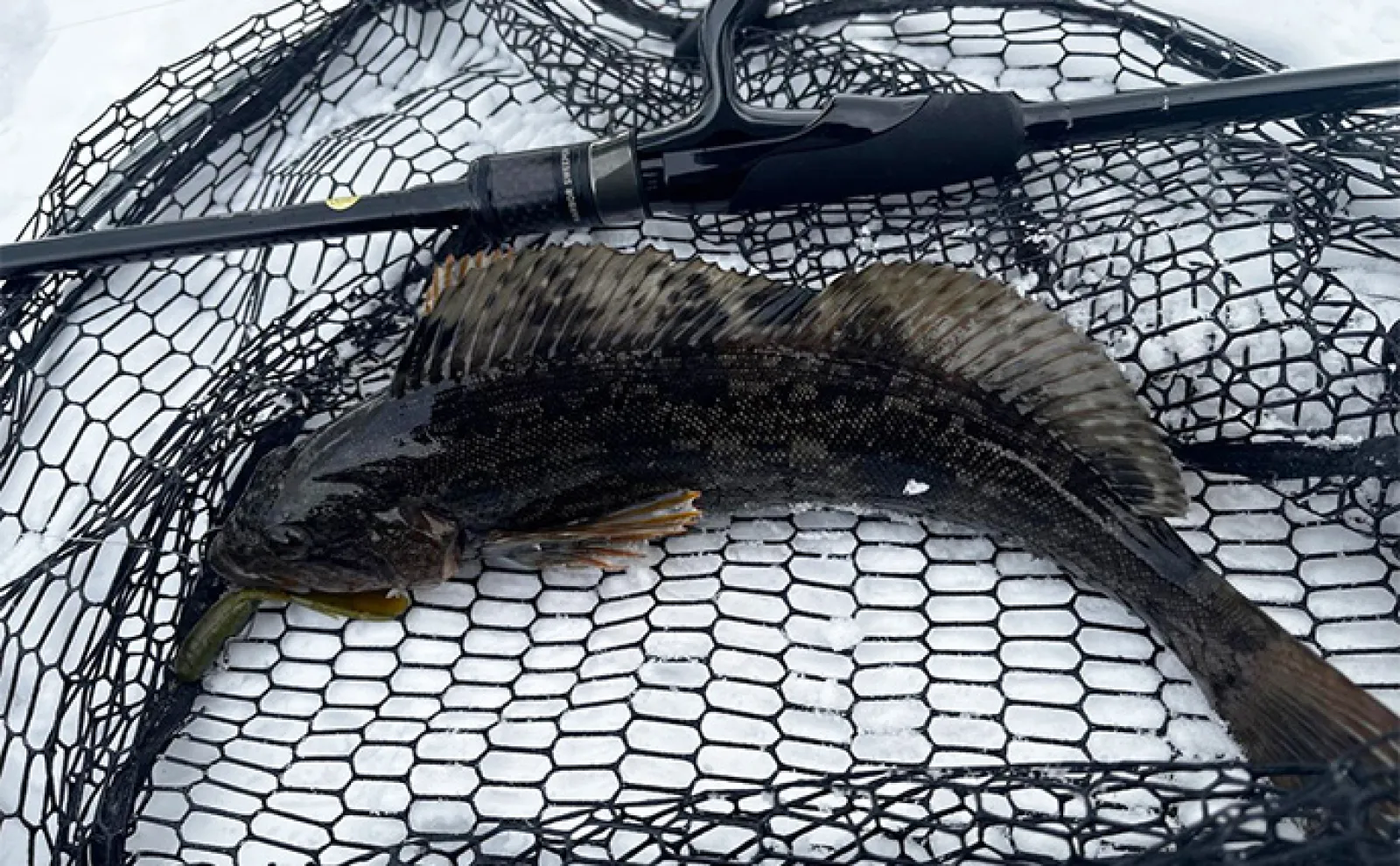 堤防アイナメ釣りシーズン別攻略法【北海道】 春夏秋冬の魚の習性を理解して釣果に繋げよう