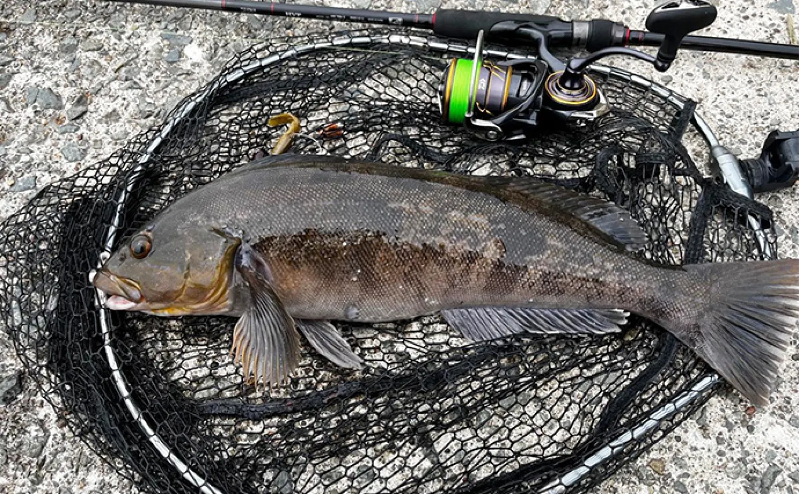 堤防アイナメ釣りシーズン別攻略法【北海道】 春夏秋冬の魚の習性を理解して釣果に繋げよう