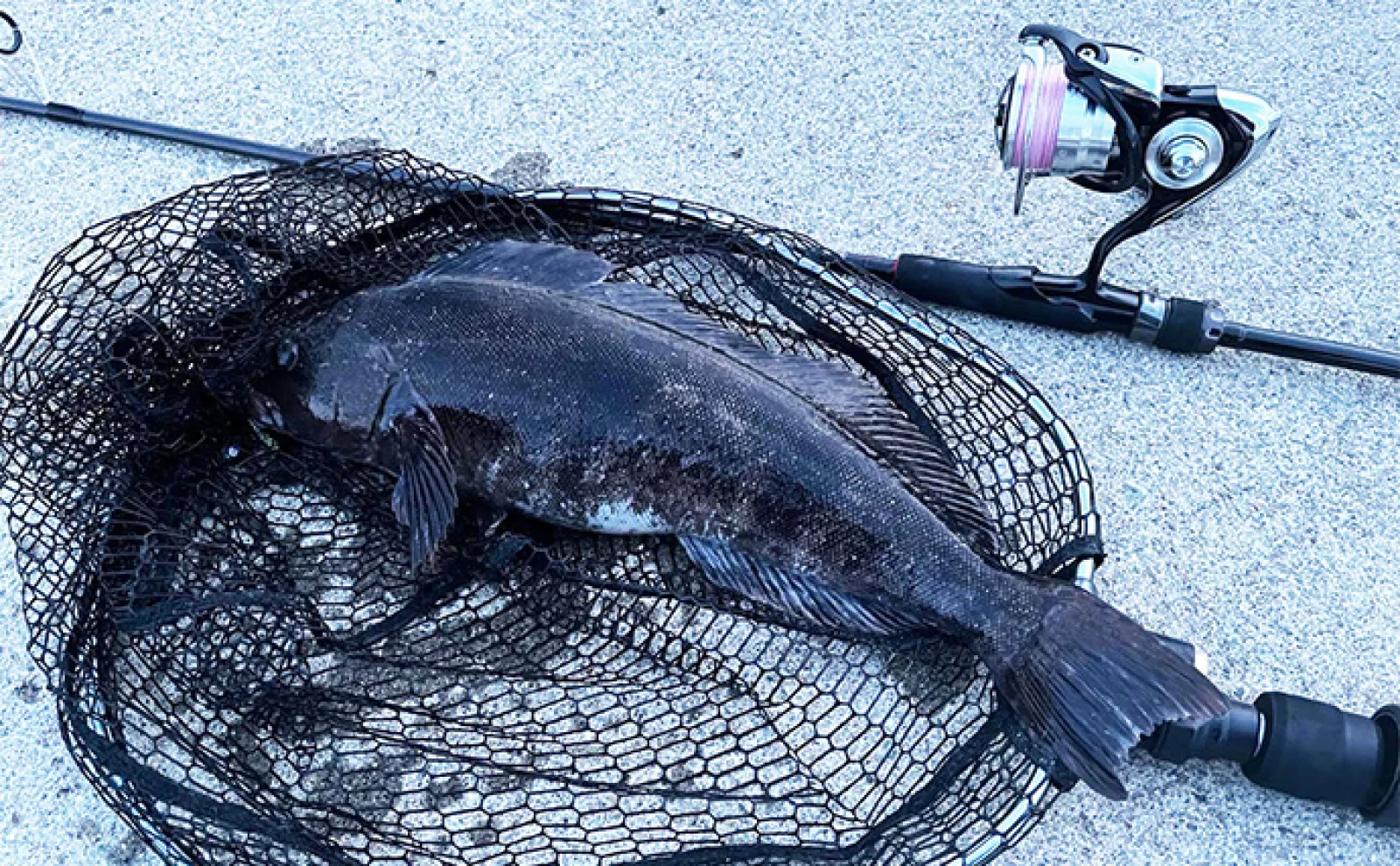 堤防アイナメ釣りシーズン別攻略法【北海道】 春夏秋冬の魚の習性を理解して釣果に繋げよう