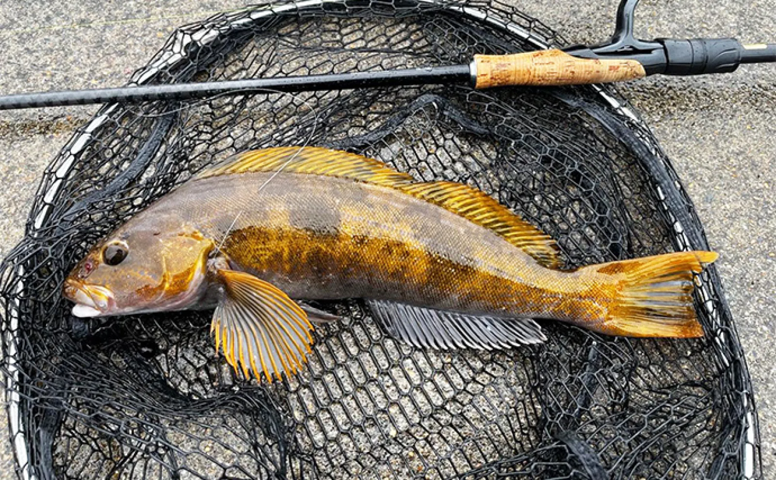 堤防アイナメ釣りシーズン別攻略法【北海道】 春夏秋冬の魚の習性を理解して釣果に繋げよう