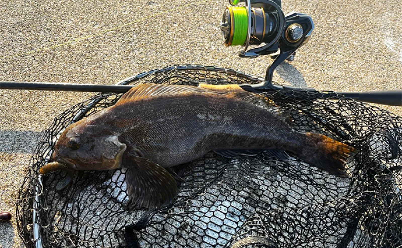 堤防アイナメ釣りシーズン別攻略法【北海道】 春夏秋冬の魚の習性を理解して釣果に繋げよう