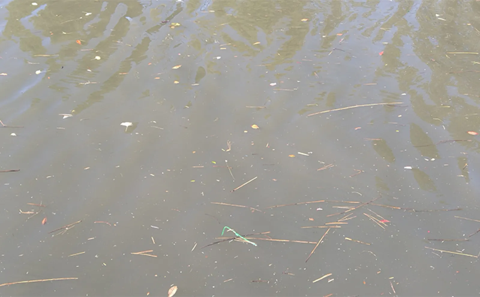 釣り場で魚以外の「春」を見つけよう! 季節の変化に気づくことが釣果にもつながる?