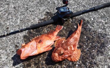 中深海カサゴ釣りで50cm超えウッカリカサゴに良型オニカサゴ【三重