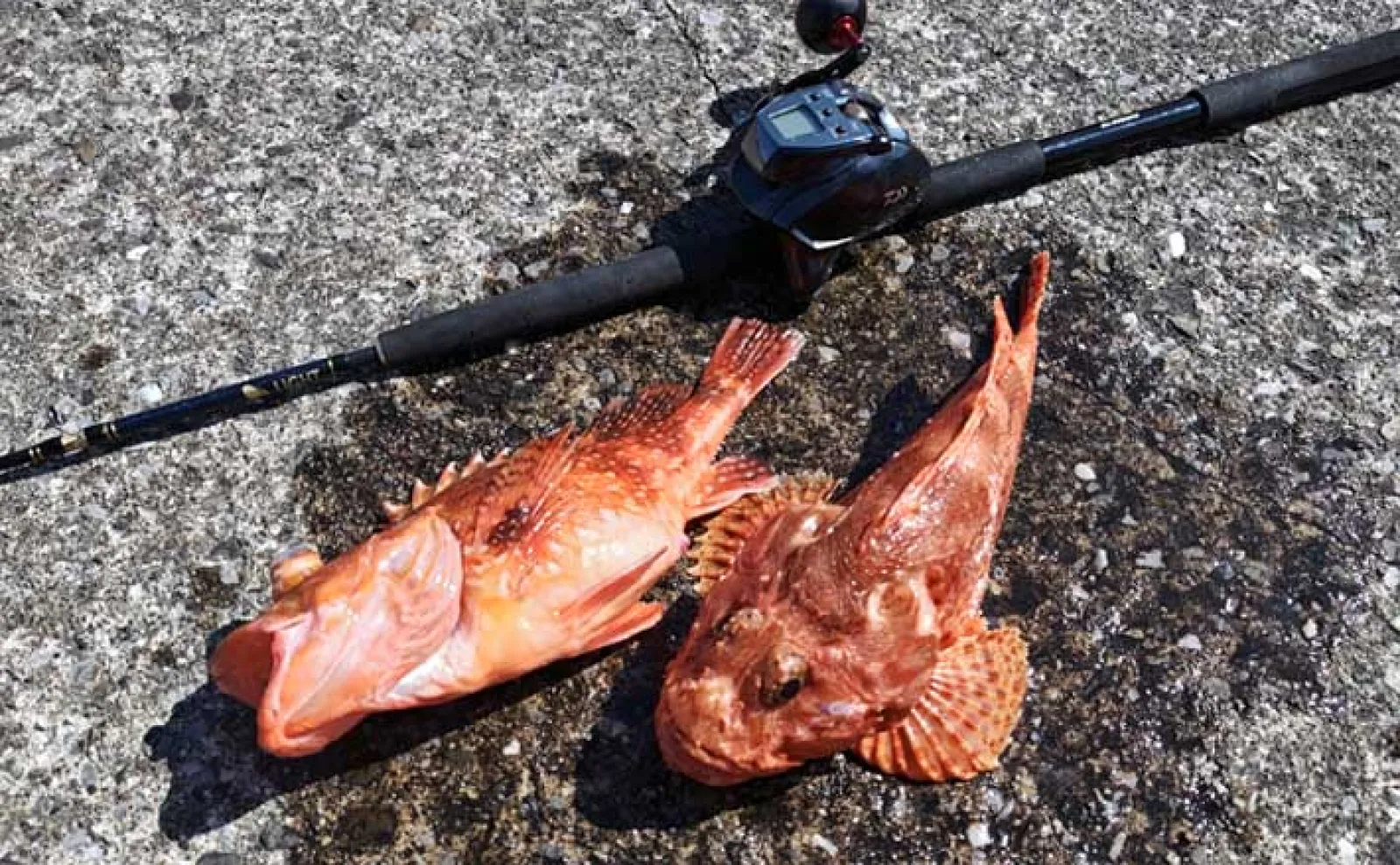 中深海カサゴ釣りで50cm超えウッカリカサゴに良型オニカサゴ【三重