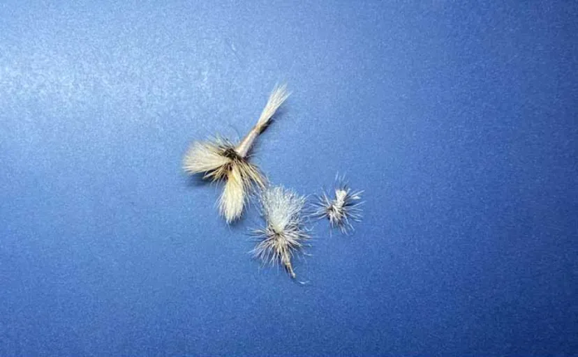 「白色は魚を誘惑する？」フライフィッシングからタコ釣りまで多様なターゲットで白が活躍