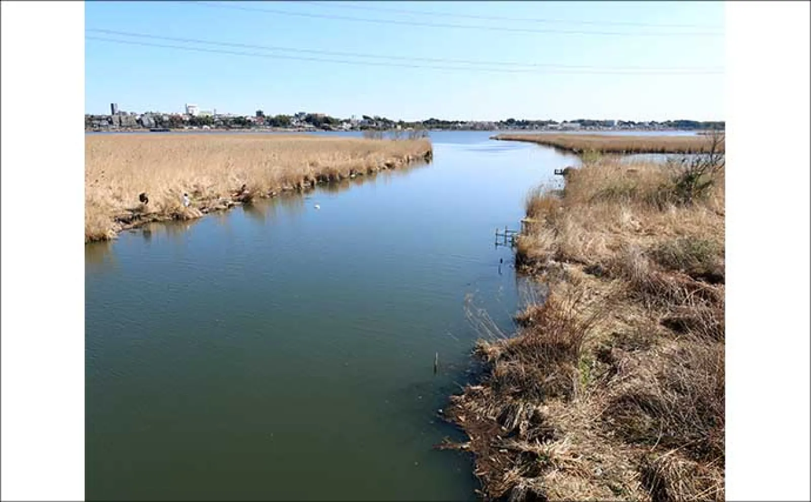 今週のヘラブナ推薦釣り場2025【千葉県・大津川】