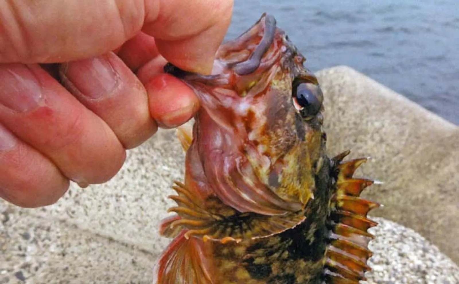 JFE消波ブロック帯で穴釣り【三重・津】足元を丁寧に探って17cmカサゴ