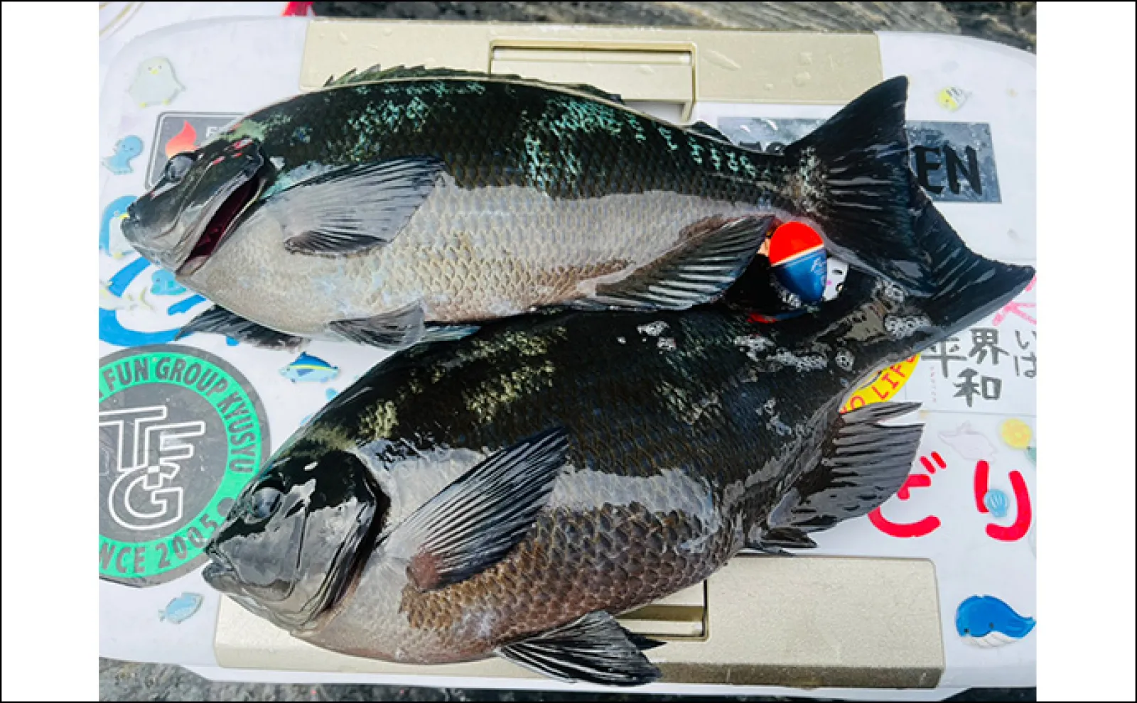 大分県南の磯フカセ釣りでよく肥えた肉厚クロが続々ヒット【深島】45cm