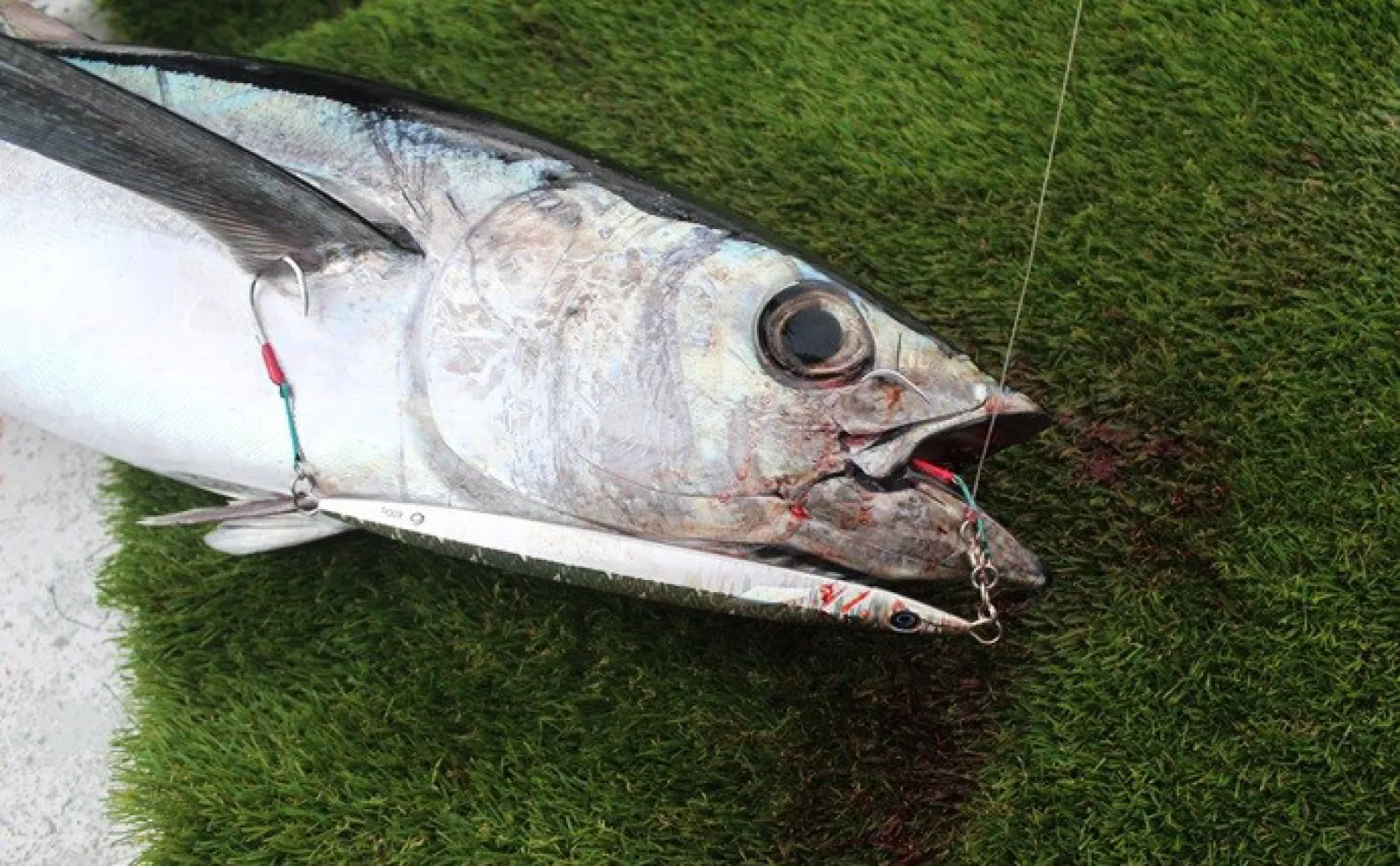 【電動リールとリチウムイオンバッテリー】でマグロ連打! トンジギに電動が断然オススメなワケとは?