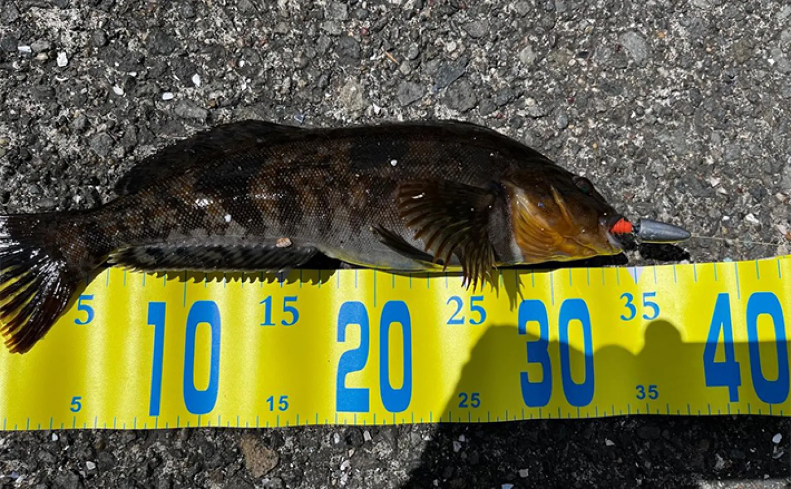 北海道在住ロックゲームアングラーが初めて買ったタックル＆ルアーを