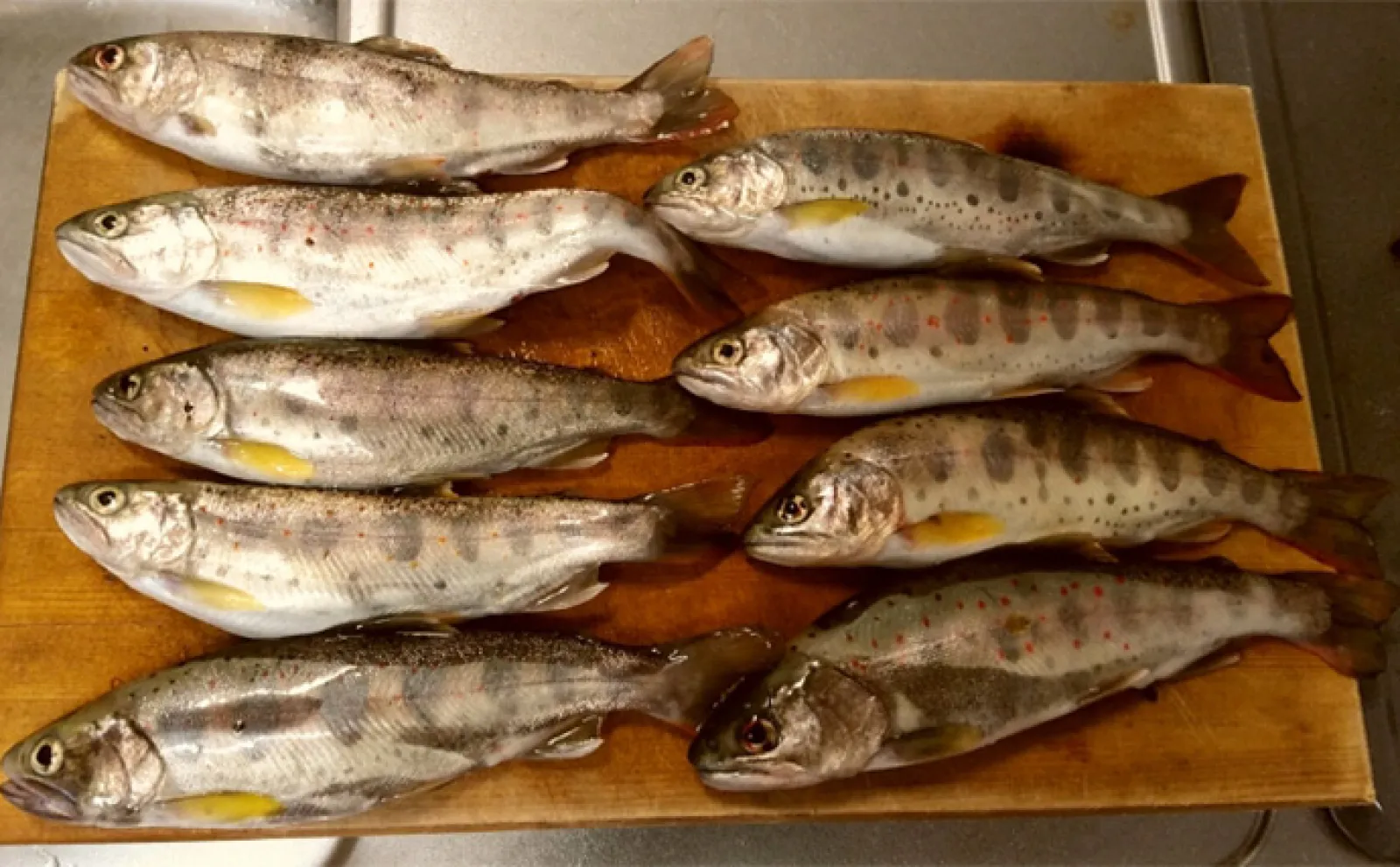 あなたはどっち!?【大物狙い派】【数釣り派】それぞれの釣り人の苦悩を紹介