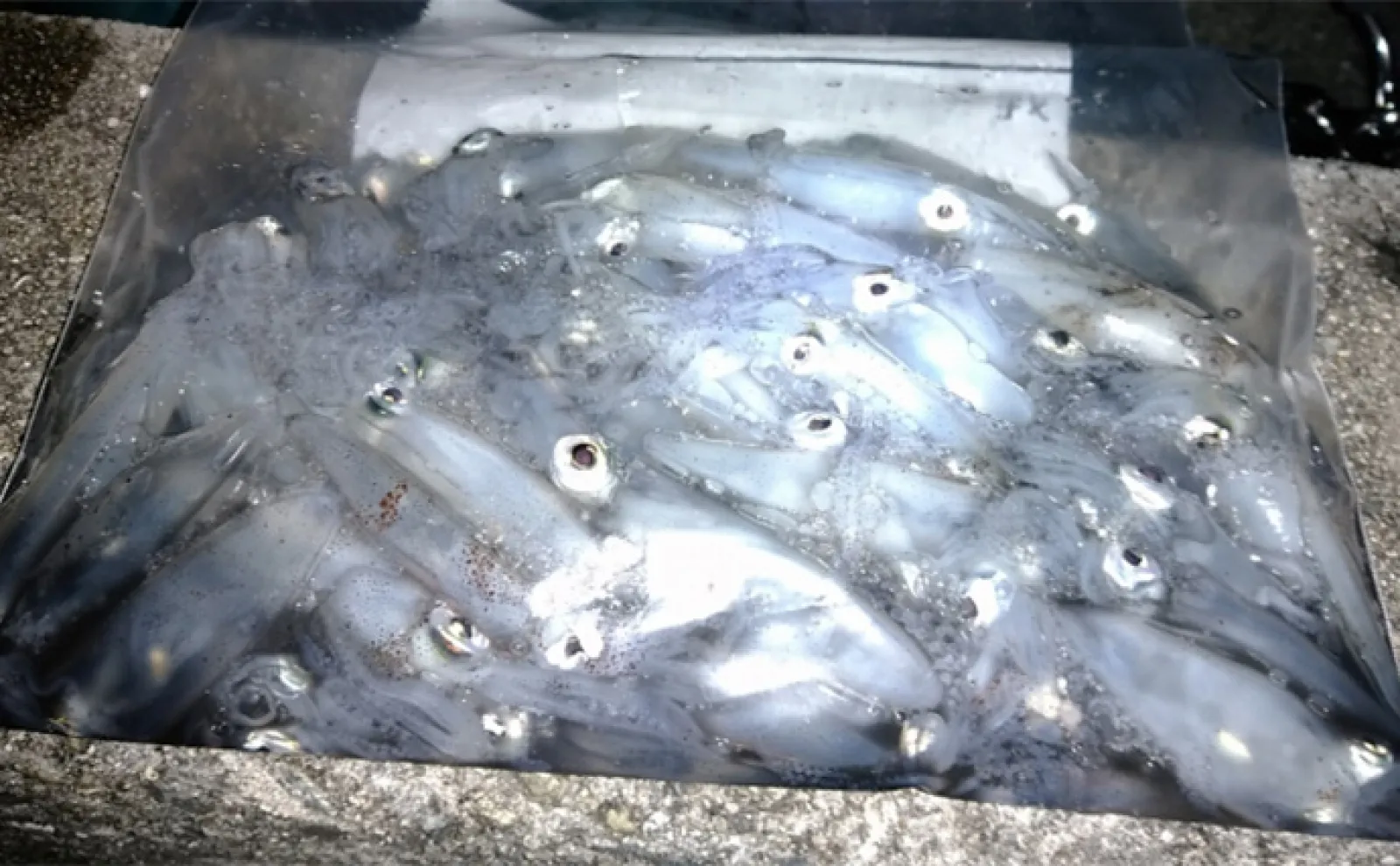 あなたはどっち!?【大物狙い派】【数釣り派】それぞれの釣り人の苦悩を紹介
