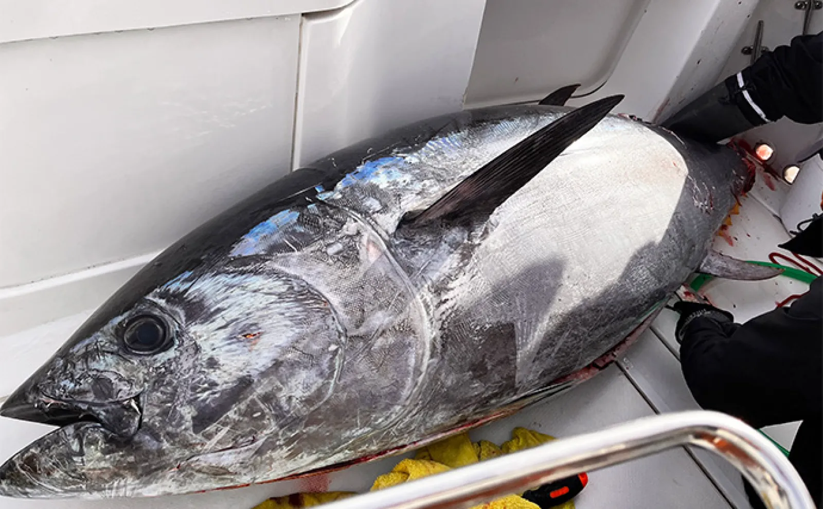 釣りにガチなIT企業が200kg超えクロマグロ釣った！【bluecode】1時間の死闘は意外な結末に？