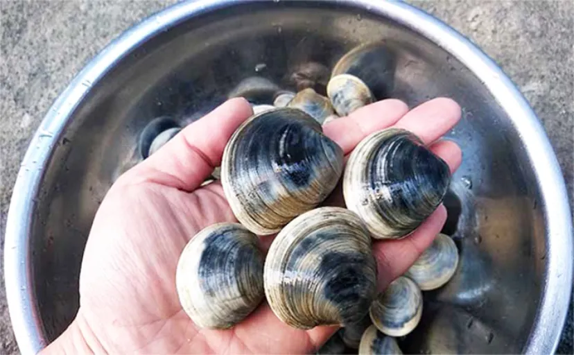潮干狩りで『ホンビノス貝』を狙い撃ちする4つのコツ 下処理方法と美味しい食べ方も紹介