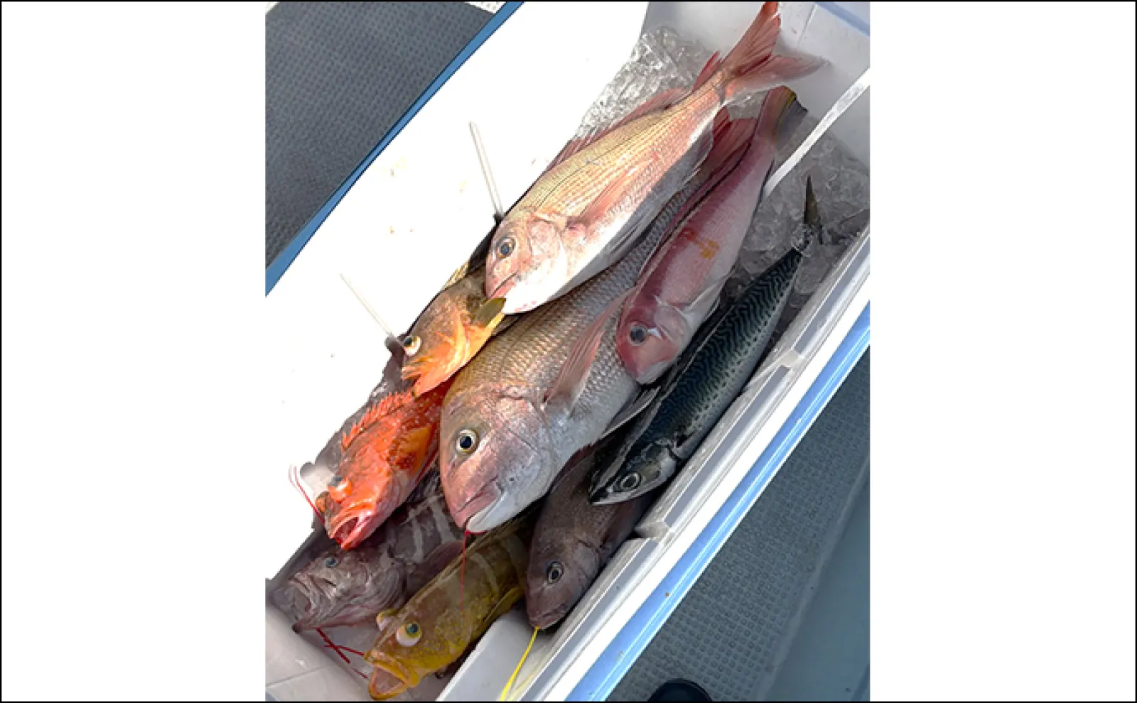 ティップランエギングで2kg超え特大アオリイカ浮上【三重】沖釣り最新釣果情報