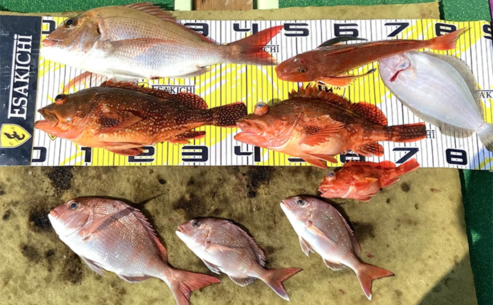 ティップランエギングで2kg超え特大アオリイカ浮上【三重】沖釣り最新釣果情報