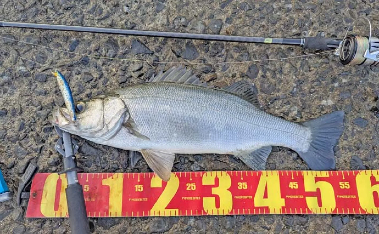 天草西海岸のルアーシーバス釣行で良型ヒラスズキ手中【熊本】潮と