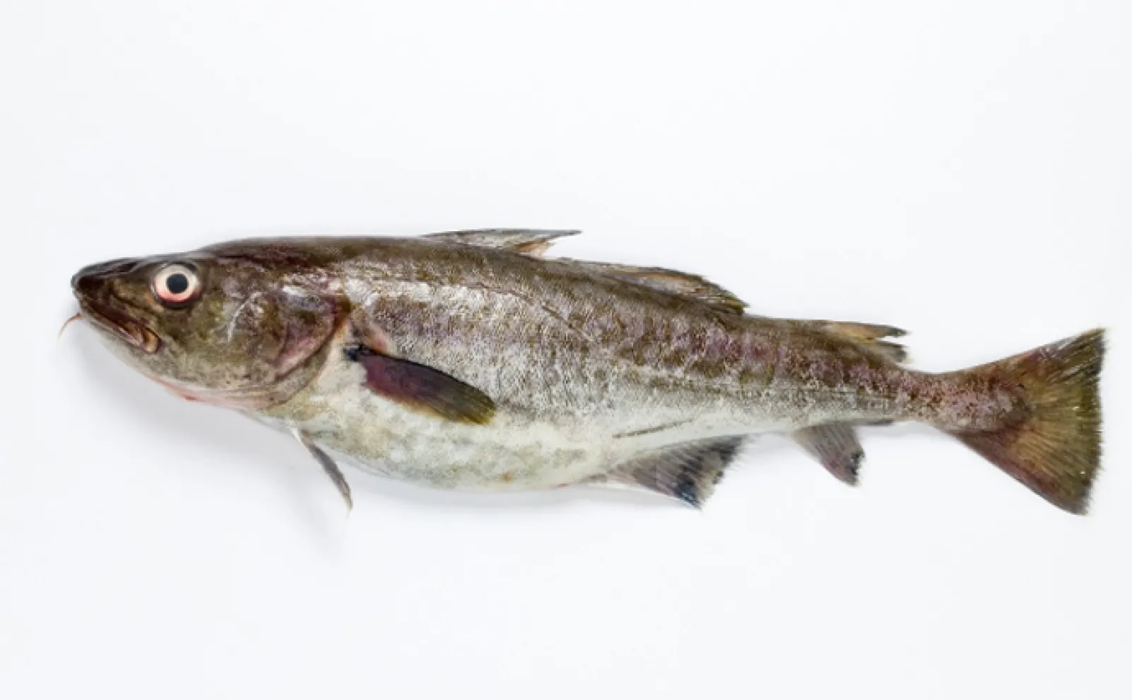 劇薬「水酸化ナトリウム」に魚を漬けると美味しくなる？ 北欧の伝統料理『ルーテフィスク』を紹介