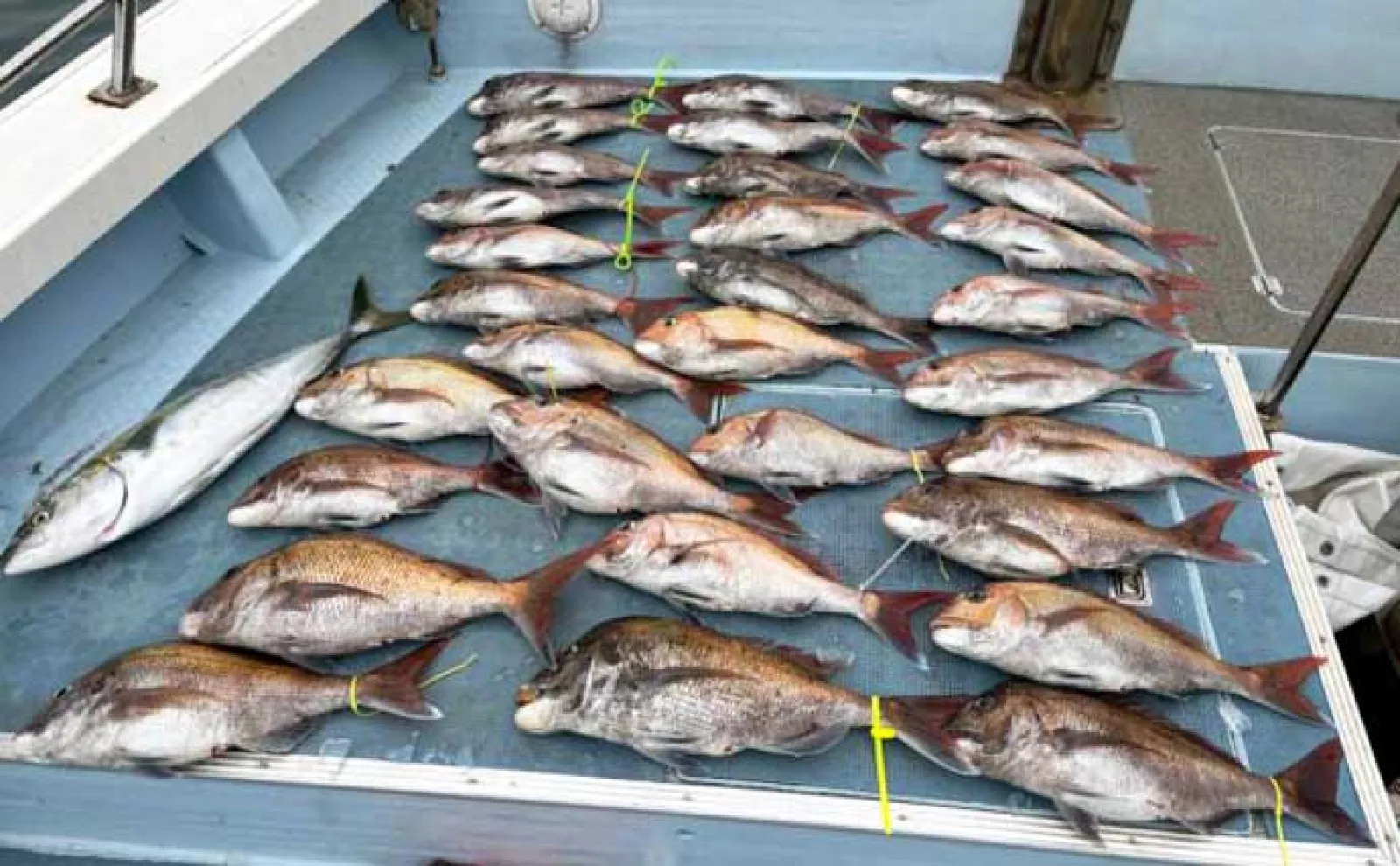 【沖釣り釣果速報】平戸沖のキャスティングでヒラマサ10kg超えがヒット！（長崎・佐賀）