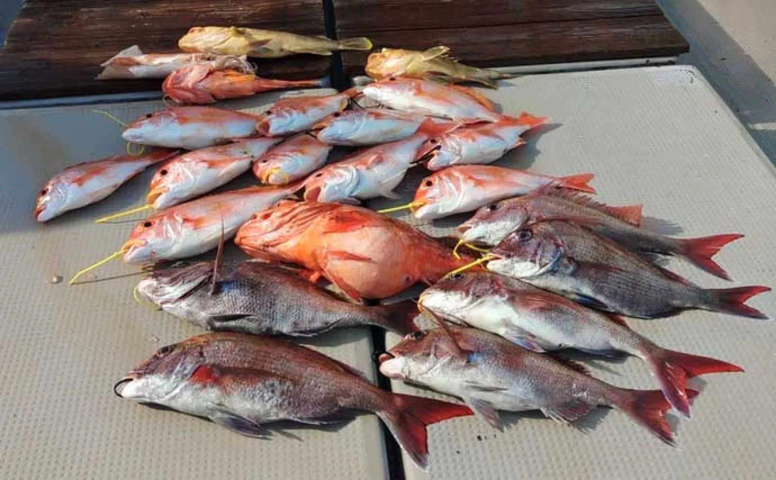 【沖釣り釣果速報】平戸沖のキャスティングでヒラマサ10kg超えがヒット！（長崎・佐賀）