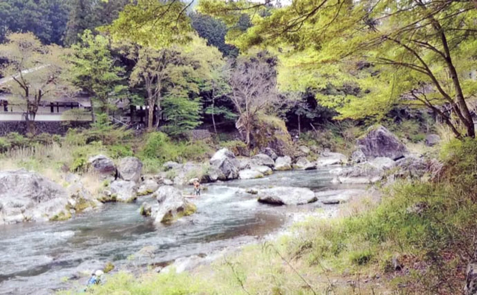 「大アユが期待できる!」2025年鮎(アユ)釣りオススメ河川:奥多摩川