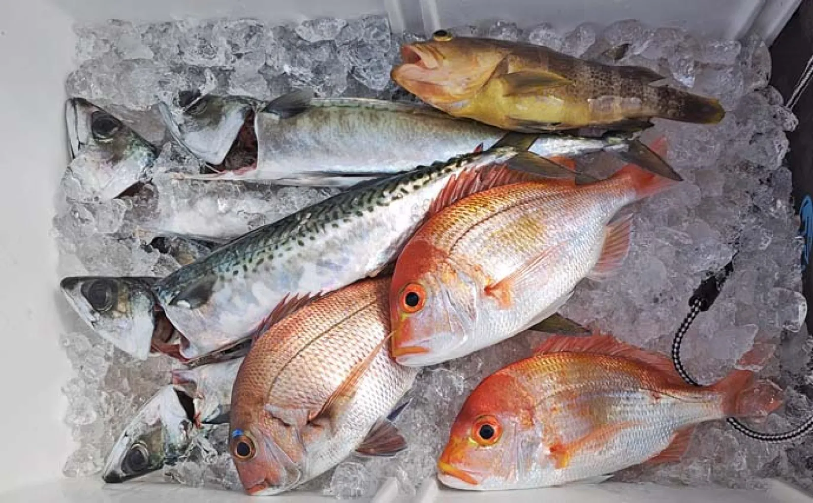 タイラバ釣行で本命のマダイを連続キャッチ！【福井・茱崎沖】潮風の変化が釣果を後押し