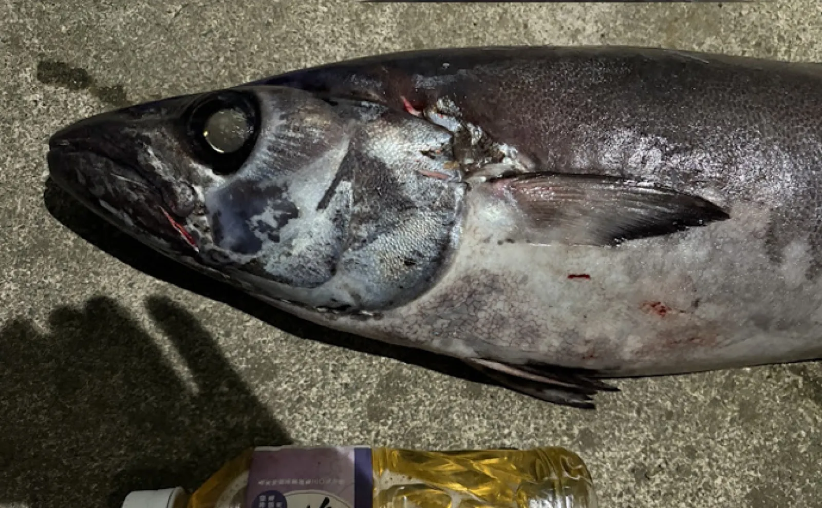 「お漏らし覚悟で食べたい!」脂乗りすぎ注意の美味なワックス魚『アブラソコムツ』