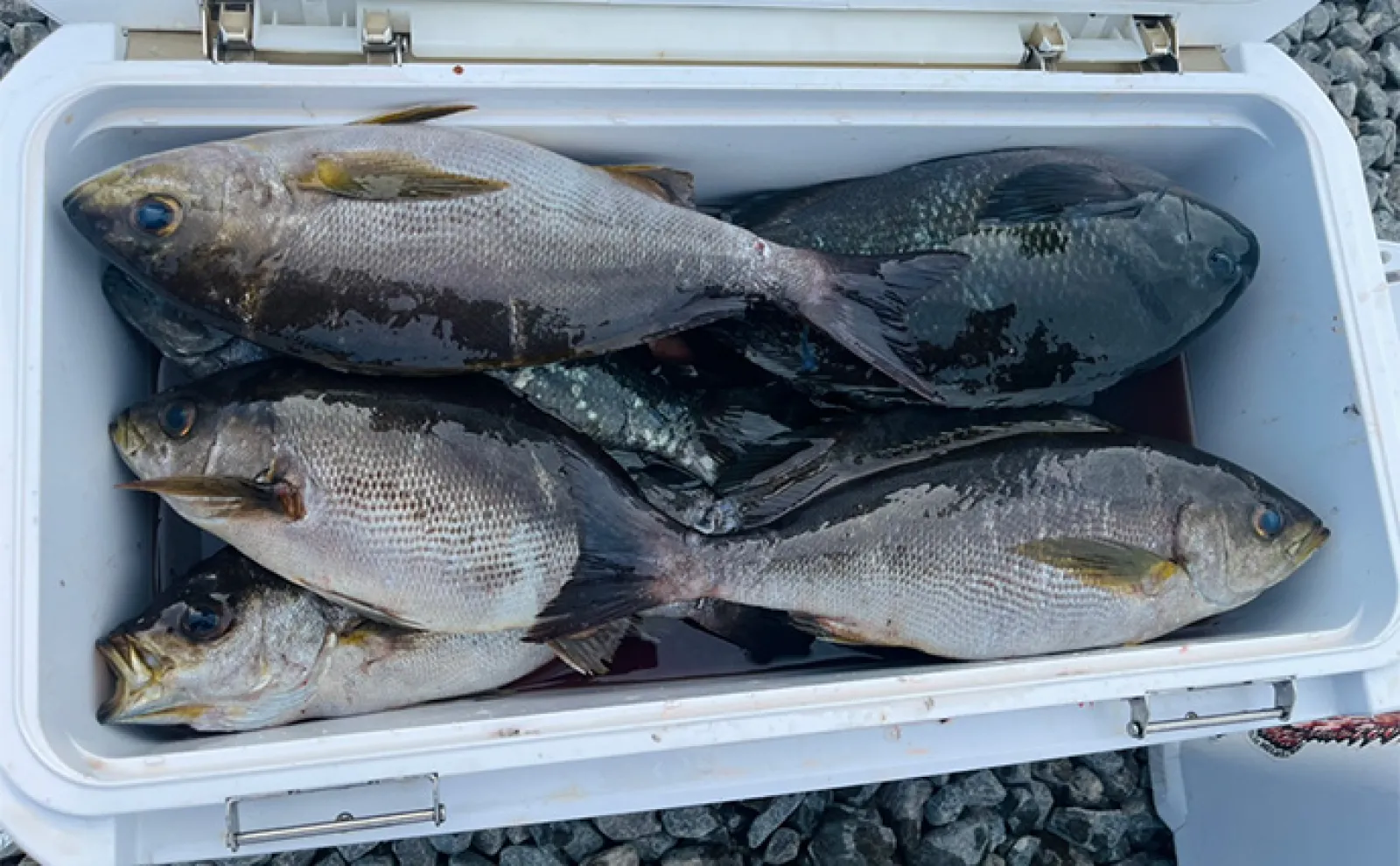 「イサキ釣りの季節が到来!」磯フカセ釣りで40cm級含み良型イサキが入れ食い【大分】