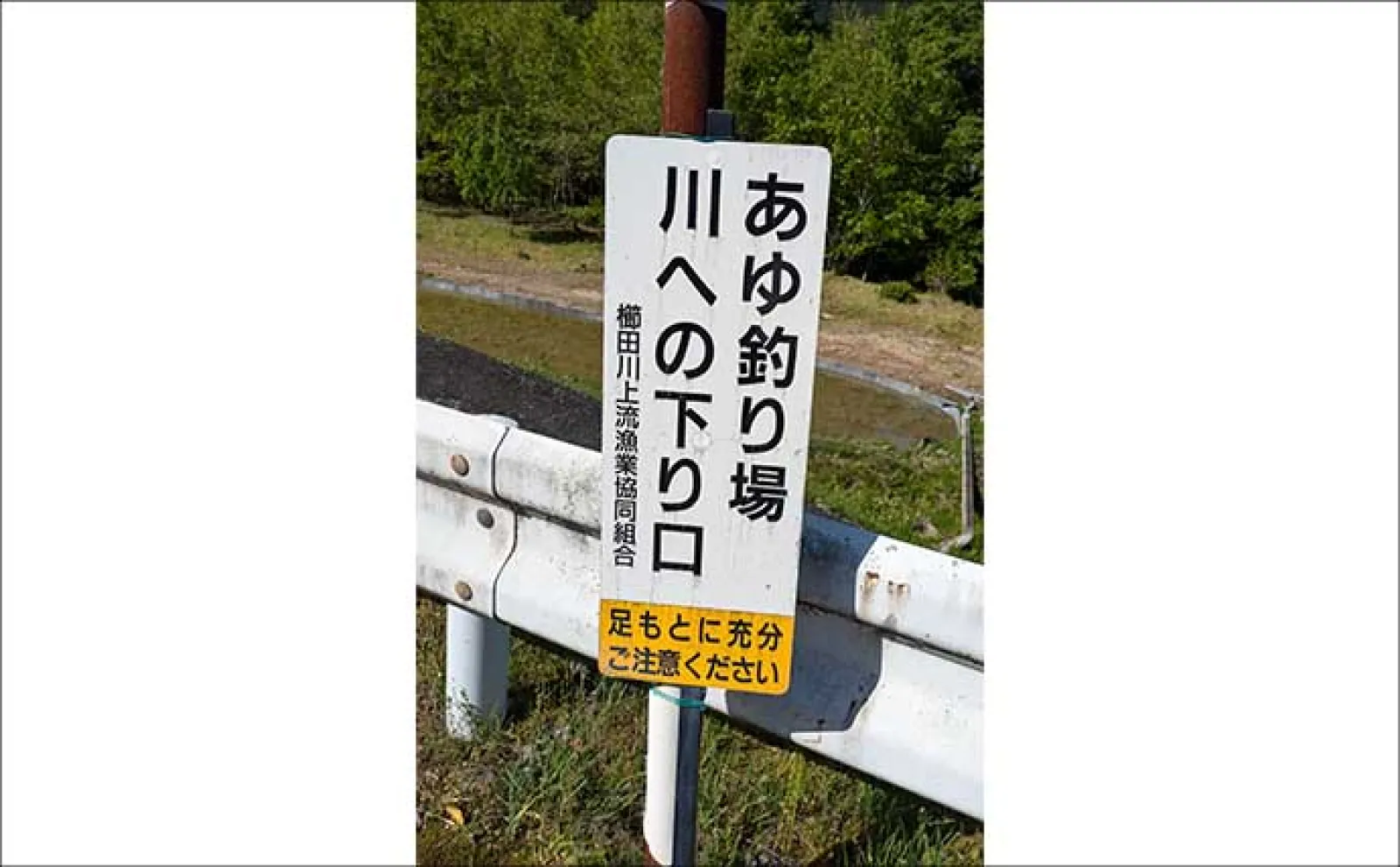 「濃密放流で魚影バツグン!」2025年鮎(アユ)釣りおすすめ河川:櫛田川上流