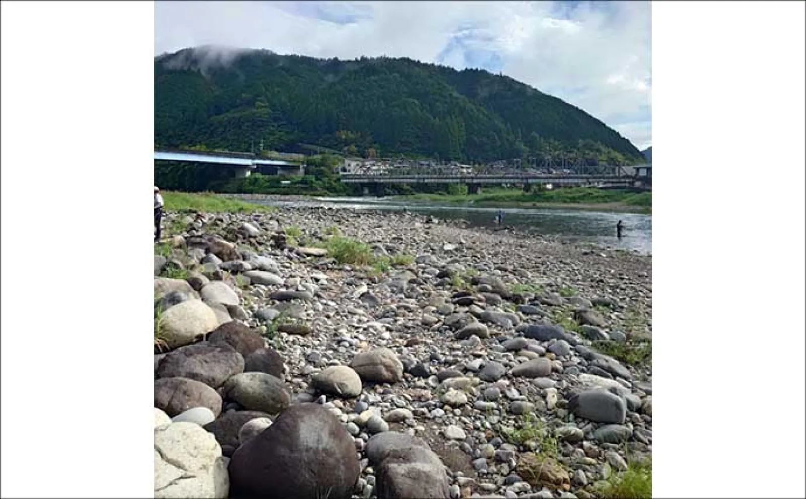 「梅雨明けが本番!」2025年鮎(アユ)釣りおすすめ河川:長良川郡上漁協管内