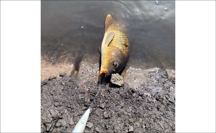 綾瀬川でのパン鯉釣りで本命2匹キャッチ【埼玉】気温上昇と共に高活性
