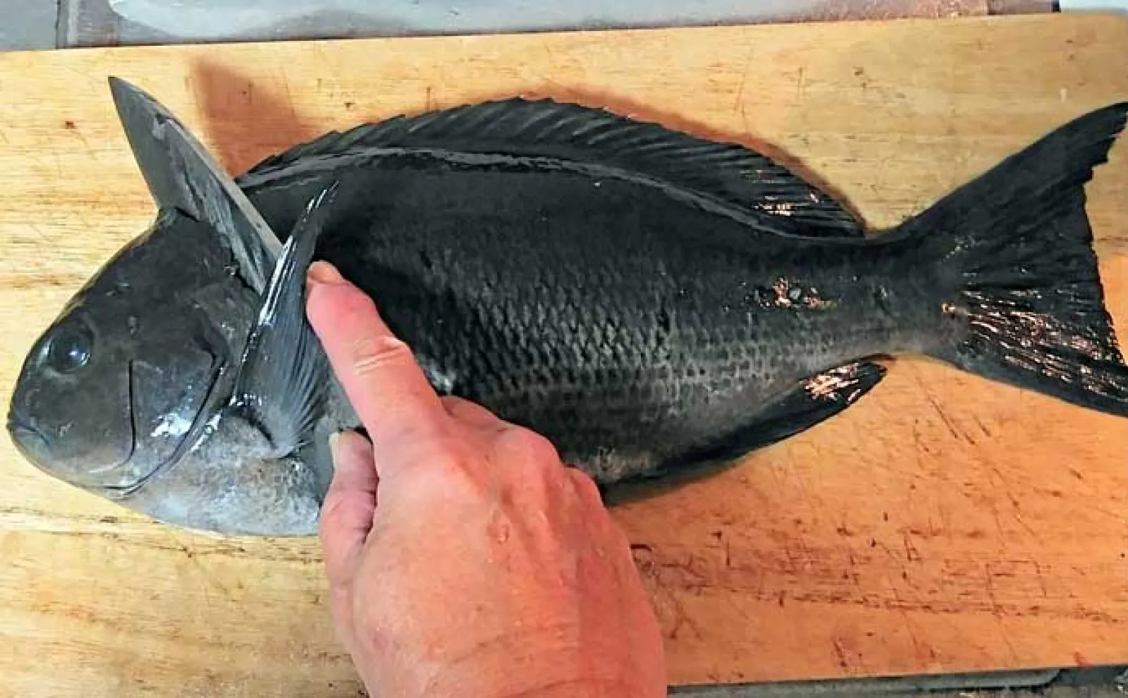 釣魚で作る「血液サラサラ」レシピ:小メジナとタマネギのサラダ 刺身に飽きた時にも
