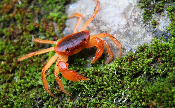 身近な清流で生活する＜サワガニ＞の特殊な子育てスタイル 卵からカニ