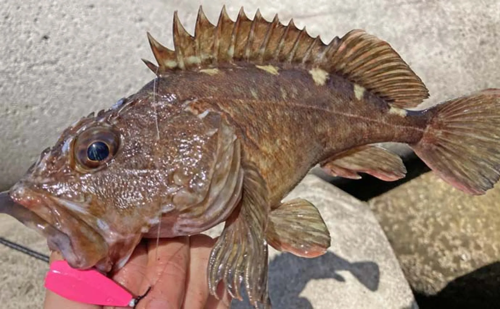 千代崎消波ブロック帯の穴釣りで27cm頭に良型カサゴ連発【三重】濁りと