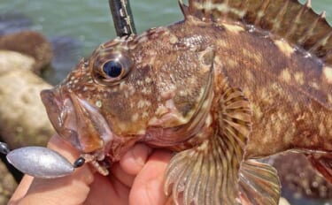 消波ブロック帯の穴釣りでカサゴ40匹＆キジハタ32cm手中【三重・箕田沖