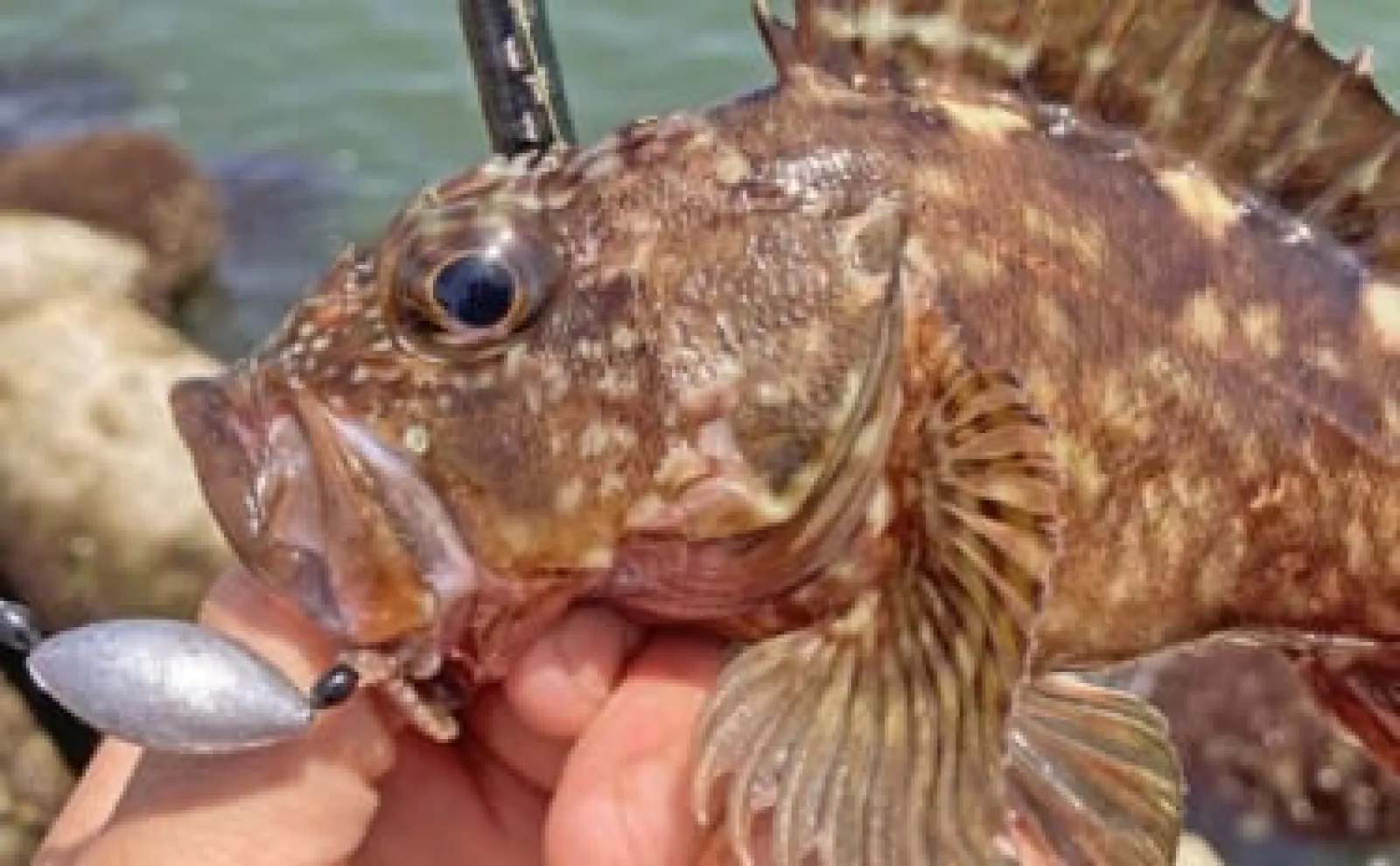 消波ブロック帯の穴釣りでカサゴ40匹＆キジハタ32cm手中【三重・箕田沖