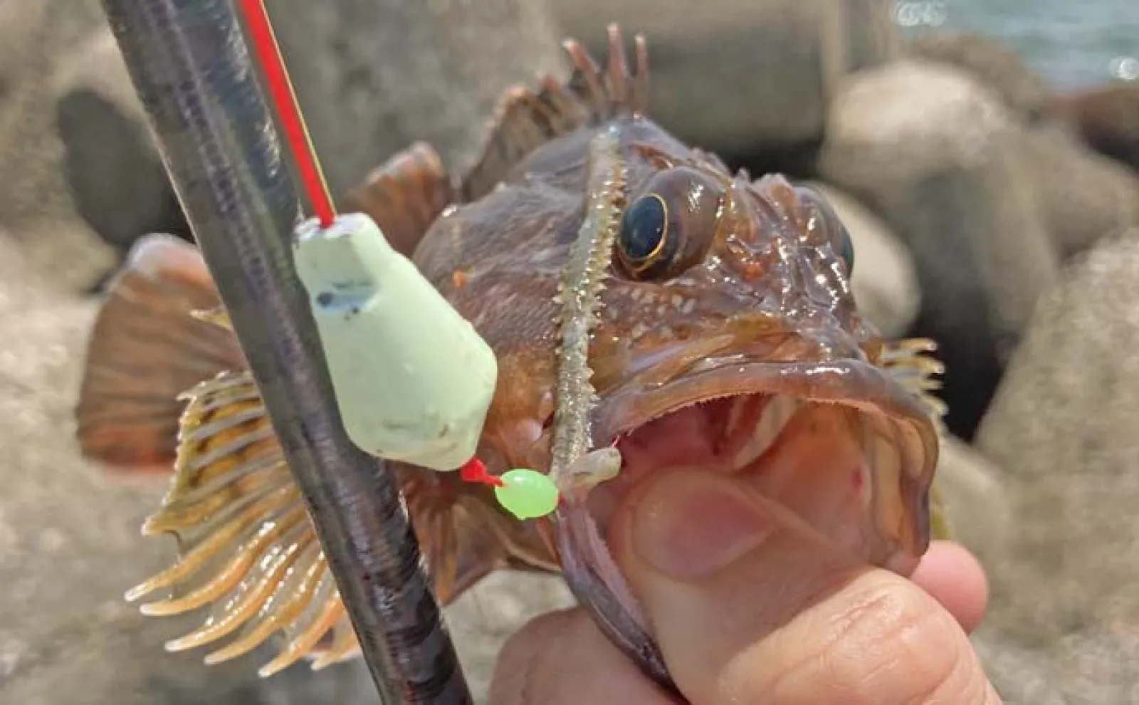 消波ブロック帯の穴釣りでカサゴ40匹＆キジハタ32cm手中【三重・箕田沖