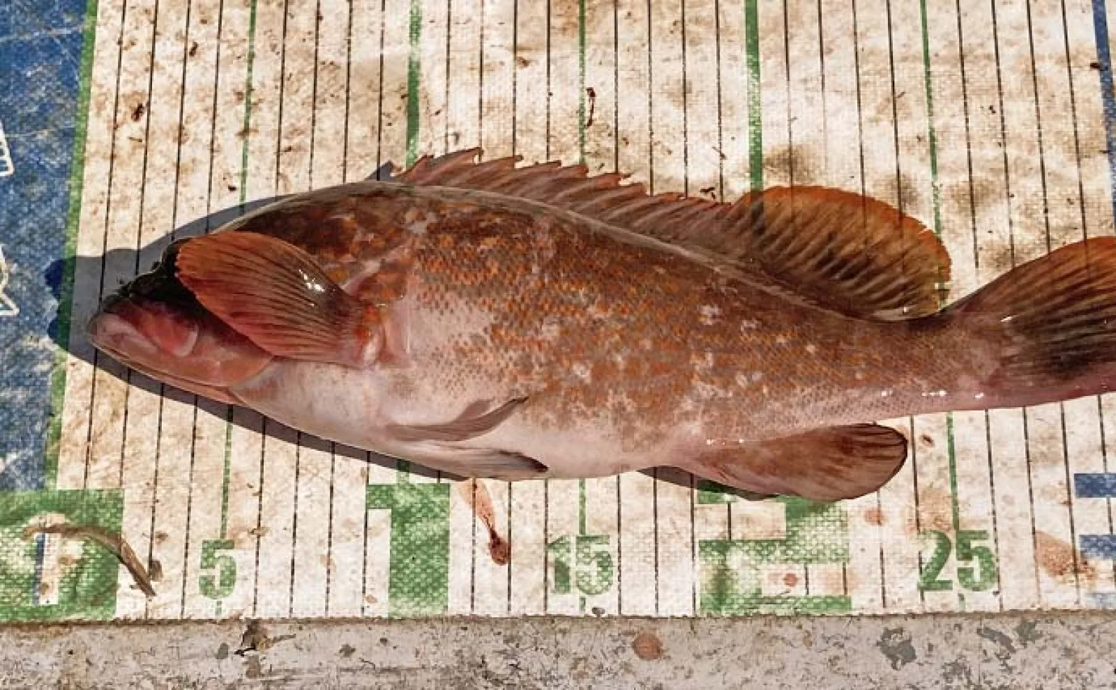 消波ブロック帯の穴釣りでカサゴ40匹＆キジハタ32cm手中【三重・箕田沖