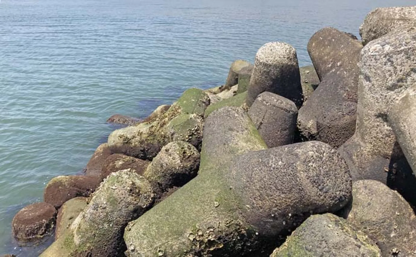 消波ブロック帯の穴釣りでカサゴ40匹＆キジハタ32cm手中【三重・箕田沖