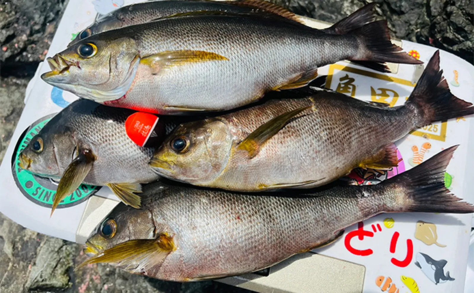 「イサキ釣りの季節が到来!」磯フカセ釣りで40cm級含み良型イサキが入れ食い【大分】