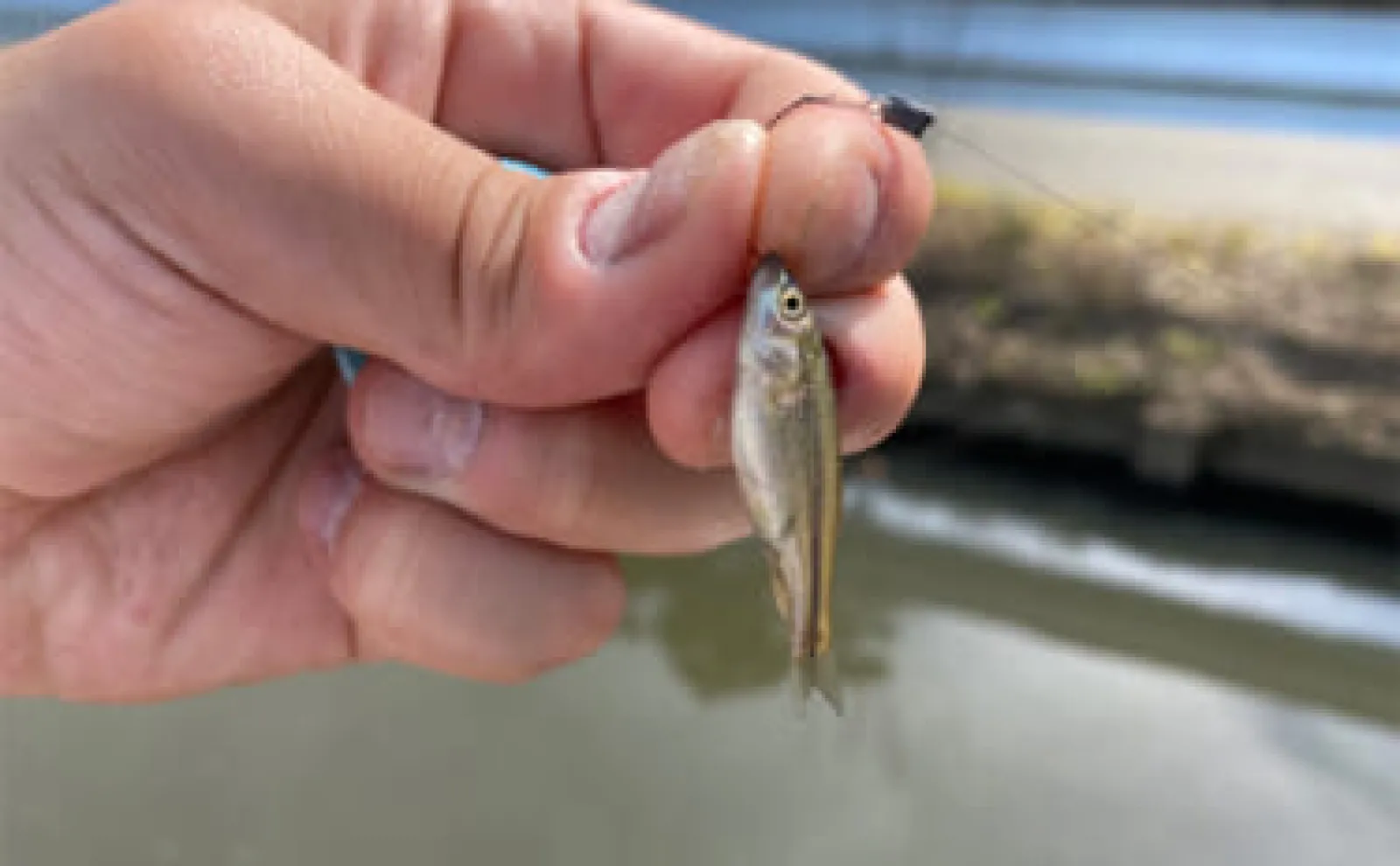 「6月は淡水小物釣りのシーズン開幕！」釣ることができる代表的な魚種3選を紹介