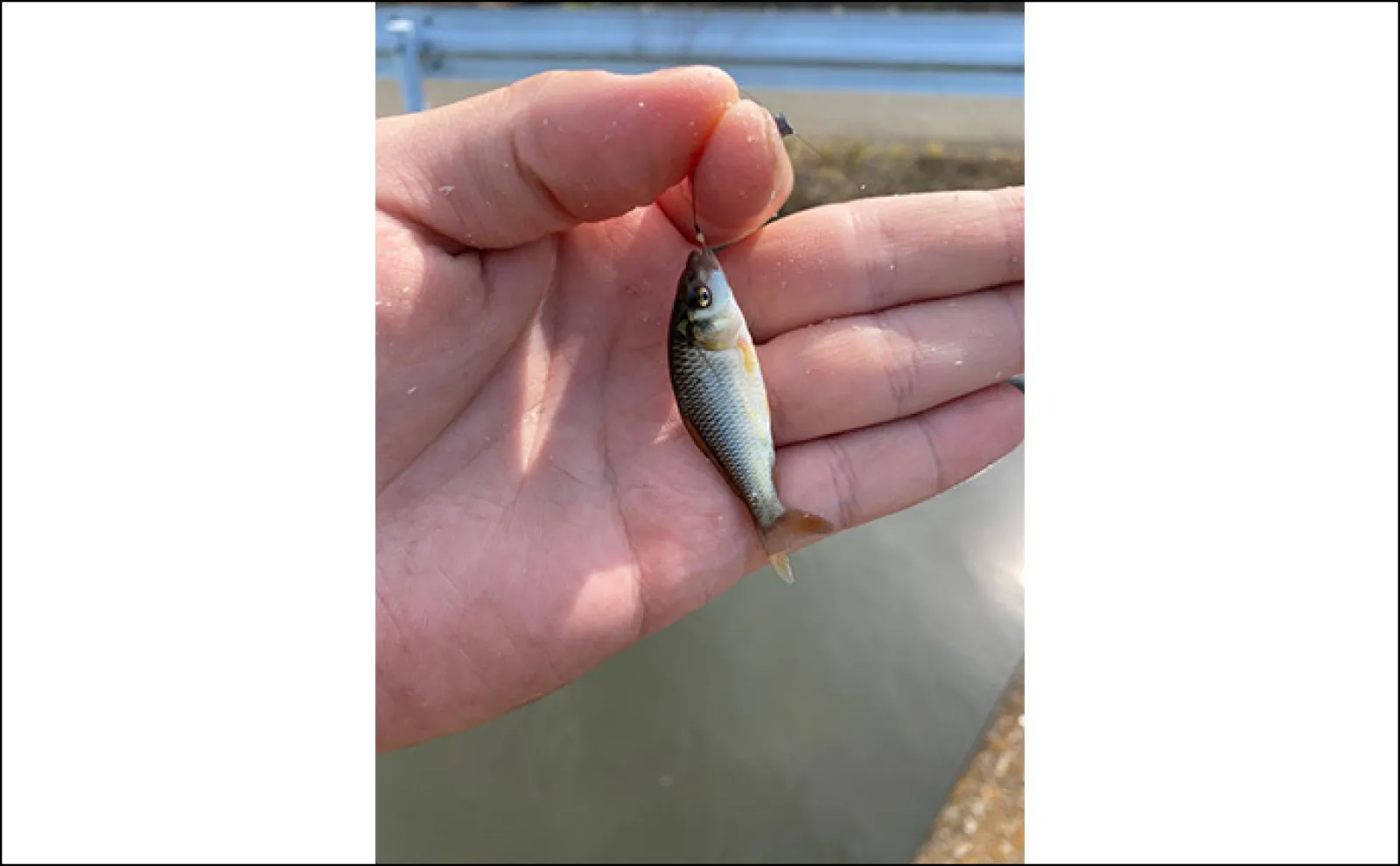 「6月は淡水小物釣りのシーズン開幕!」釣ることができる代表的な魚種3選を紹介